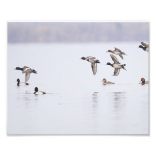 Lesser Scaups Ducks on the Bay Photo Print