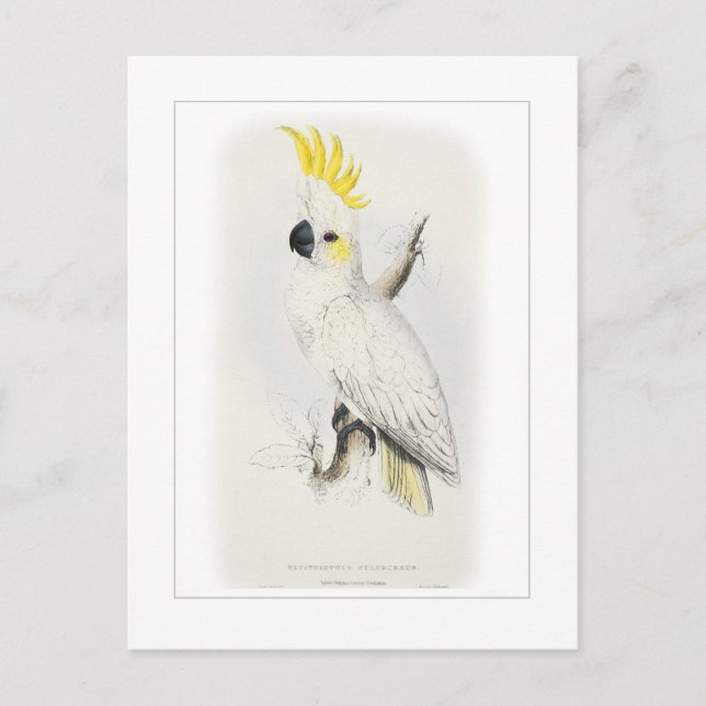 Lesser sulphur-crested cockatoo postcard (Front)