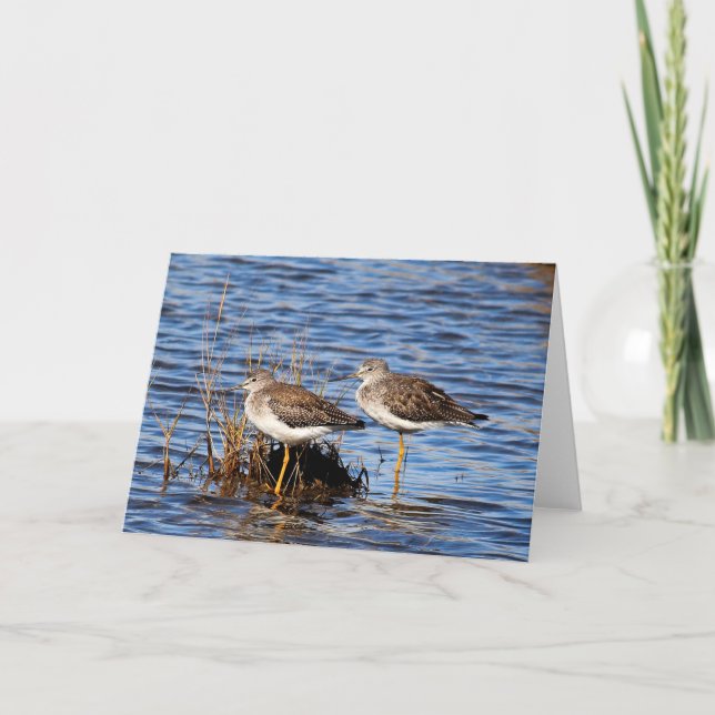 Lesser Yellowlegs Photo Note Card (Front)
