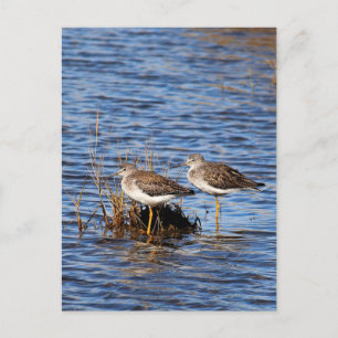 Lesser Yellowlegs Photo Postcard