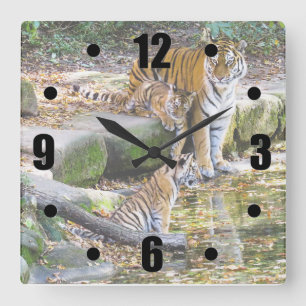 Lessons Of Life Mother Tiger And Cubs Square Wall Clock