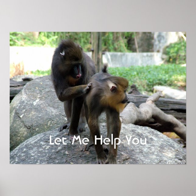 let me help you - smart baboons poster (Front)