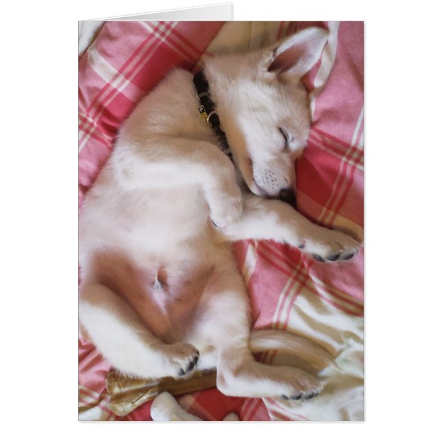 Let Sleeping Dogs Lie Card (Front)