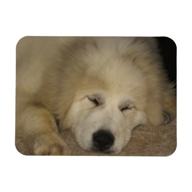 Let Sleeping Pyrs Lie Magnet (Horizontal)