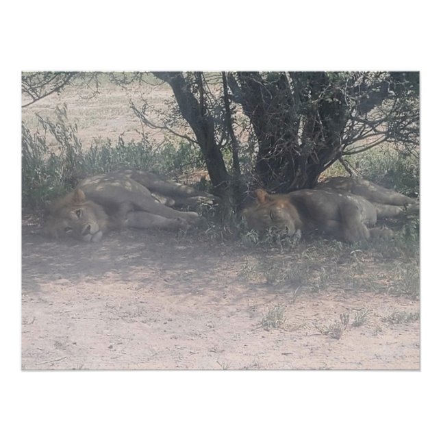 Let Sleepy Lions Lie Poster (Front)