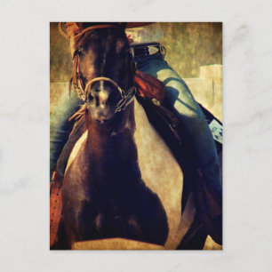 Let that Pinto Pony Run Postcard