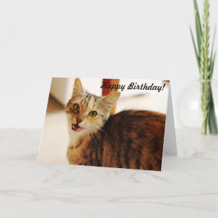 Let this cat wish a Happy Birthday! Card