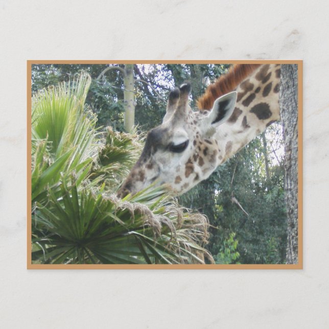 Let's Do Lunch Sometime! Postcard (Front)