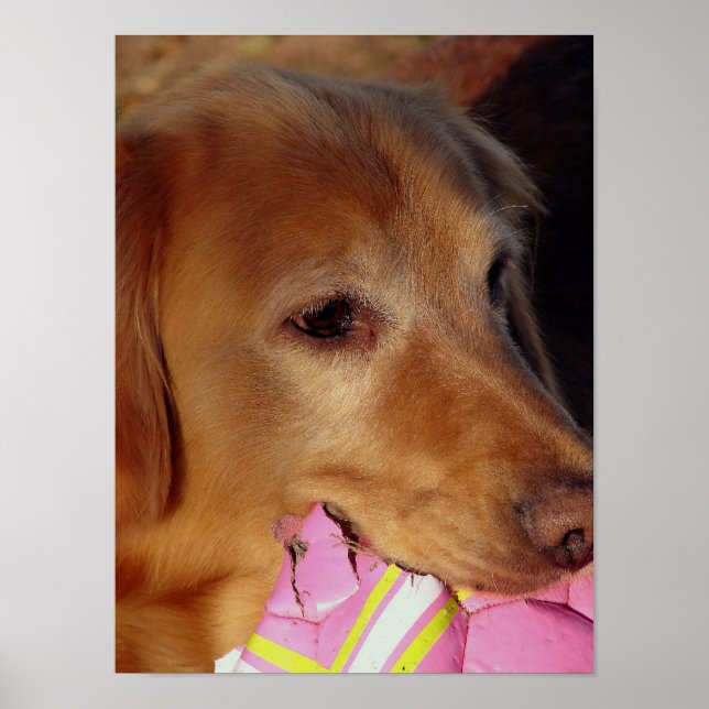 Let's Play Ball Poster (Front)