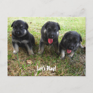 Let's Play! German Shepherd Puppy Postcard