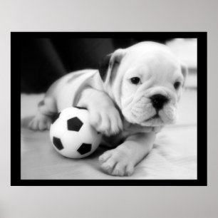 "Let's Play Soccer" English Bulldog Poster