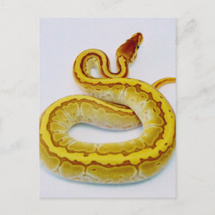 Letter "S" Yellow Ball Python Postcard