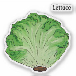 Lettuce
