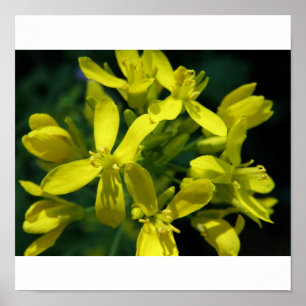 lettuce flowers photo enlargement poster
