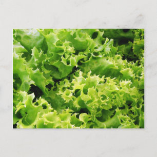 Lettuce Leaves Postcard