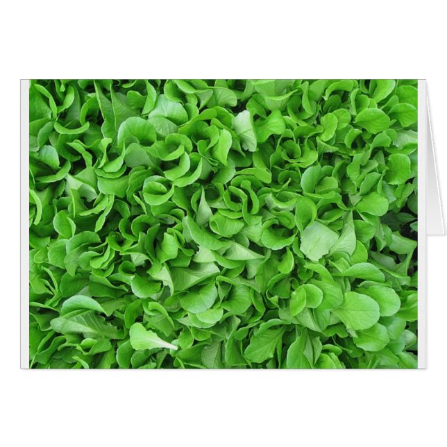 lettuce lovers (Front Horizontal)