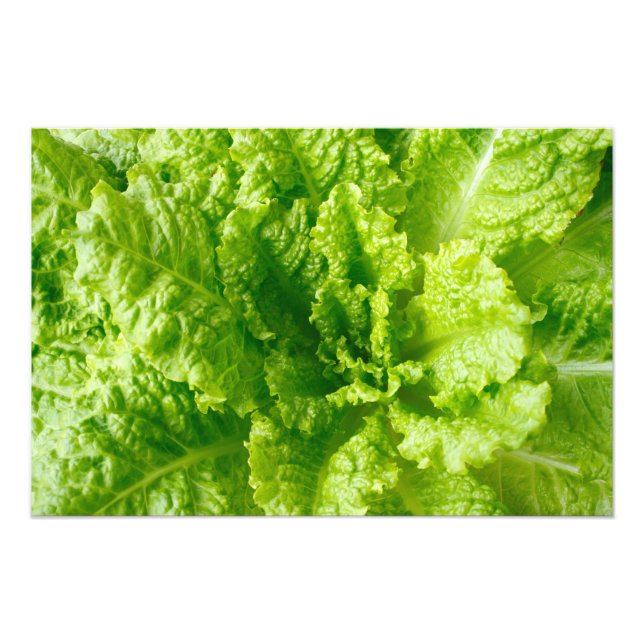Lettuce Photo Print (Front)
