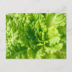 Lettuce Postcard