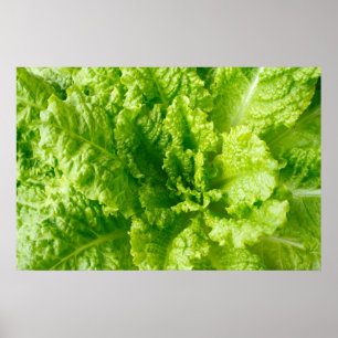 Lettuce Poster
