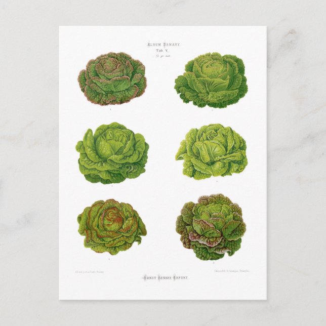 Lettuces Postcard (Front)