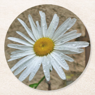 Leucanthemum Bloom Round Paper Coaster