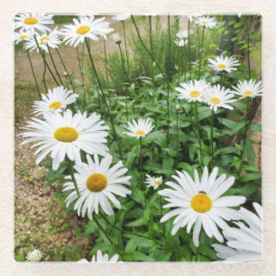 Leucanthemum Blooms Glass Coaster