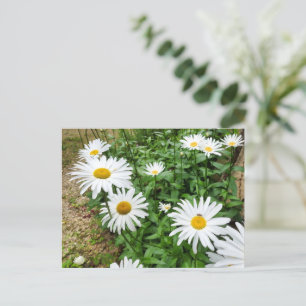 Leucanthemum Blooms Postcard