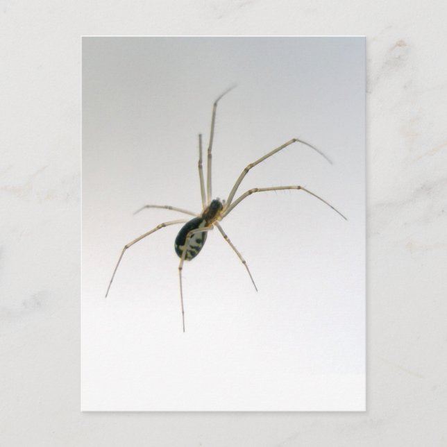Leucauge Orb Weaver Spider Postcard (Front)