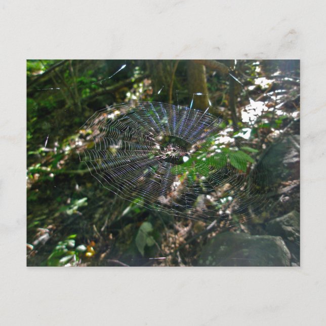 Leucauge Orb Web Postcard (Front)