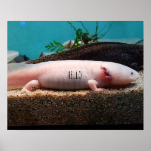 Leucistic Axolotl Poster