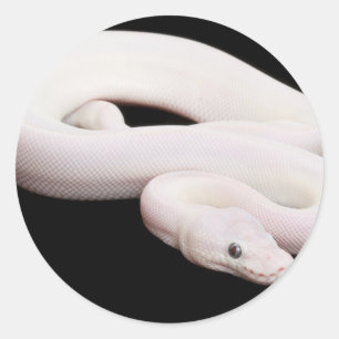 Leucistic Ball Python Classic Round Sticker