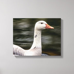 Leucistic Canadian Goose Canvas Print