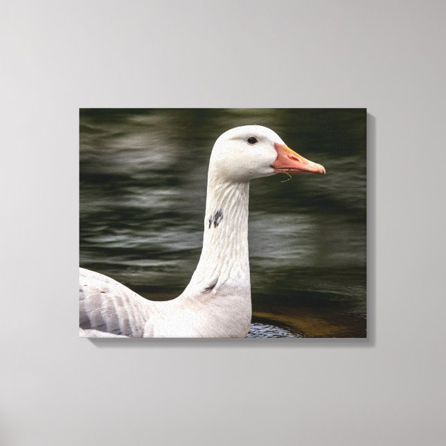 Leucistic Canadian Goose Canvas Print (Front)