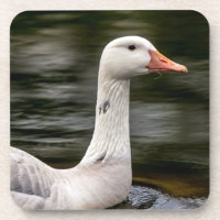 Leucistic Canadian Goose