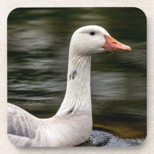 Leucistic Canadian Goose Coaster