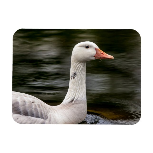Leucistic Canadian Goose Magnet (Horizontal)