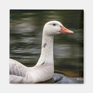 Leucistic Canadian Goose Magnet