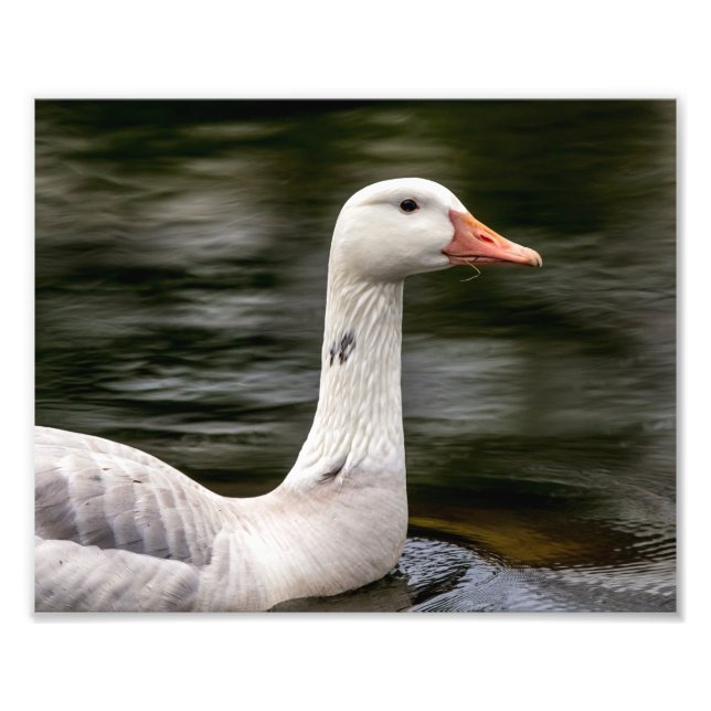 Leucistic Canadian Goose Photo Print (Front)