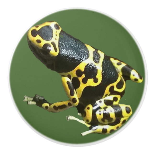 Leucolmelas drawer pull, frog door knob dart frog (Front)