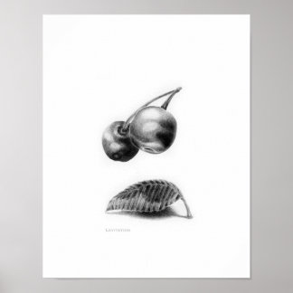 Levitation Poster