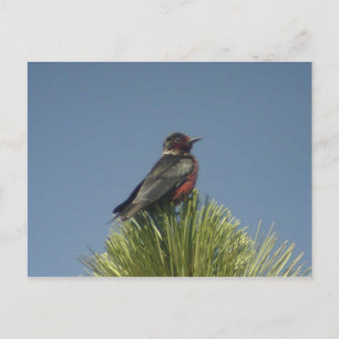 Lewis' Woodpecker Postcard