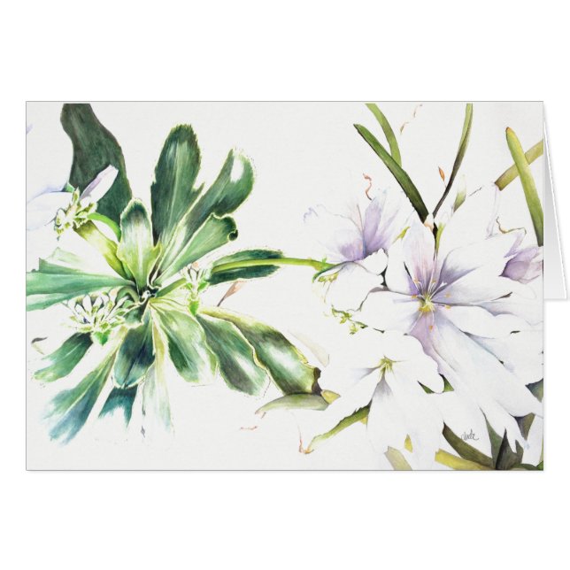 Lewisia cotyledon 'alba' (5" x 7"),  + envelopes (Front Horizontal)