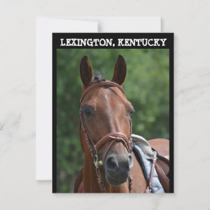 LEXINGTON KENTUCKY RACE HORSE Postcard