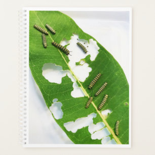 Lg Planner Tiny Monarch Caterpillars