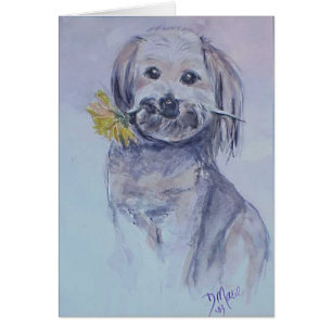 Lhasa Apso