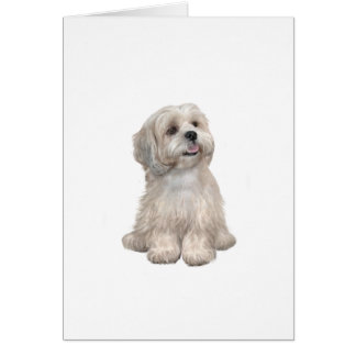 Lhasa Apso (C) - Light gold