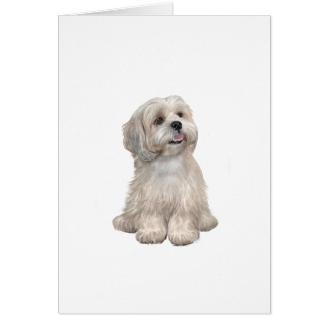 Lhasa Apso (C) - Light gold (Front)