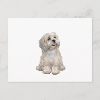 Lhasa Apso (C) - Light gold Postcard