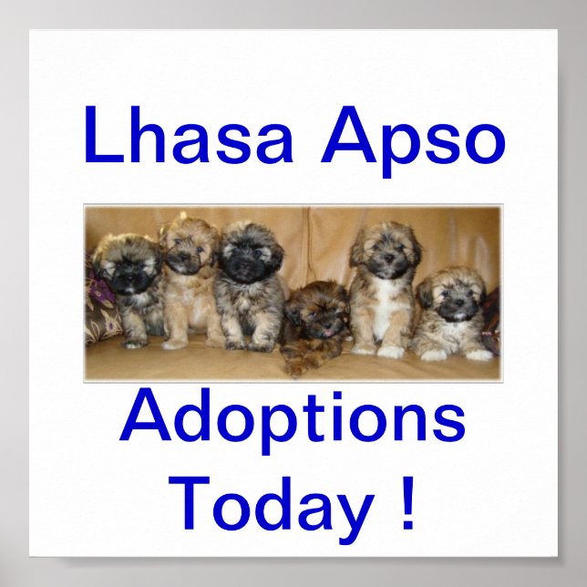 Lhasa Apso Dog Adoptions Today Signs (Front)