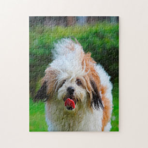 Lhasa Apso Dog Breed. Jigsaw Puzzle